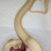 Snow Zebra Carpet Python