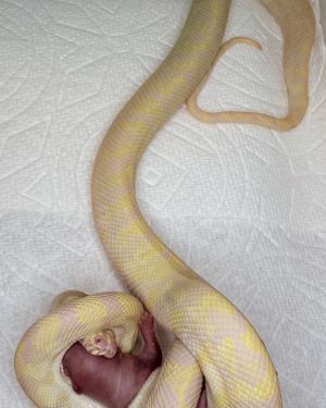Snow Zebra Carpet Python