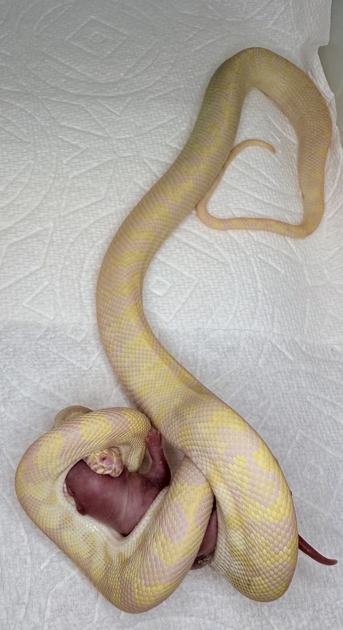 Snow Zebra Carpet Python