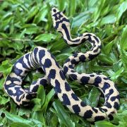 RP Het Axanthic pure jungle