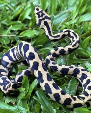 RP Het Axanthic pure jungle