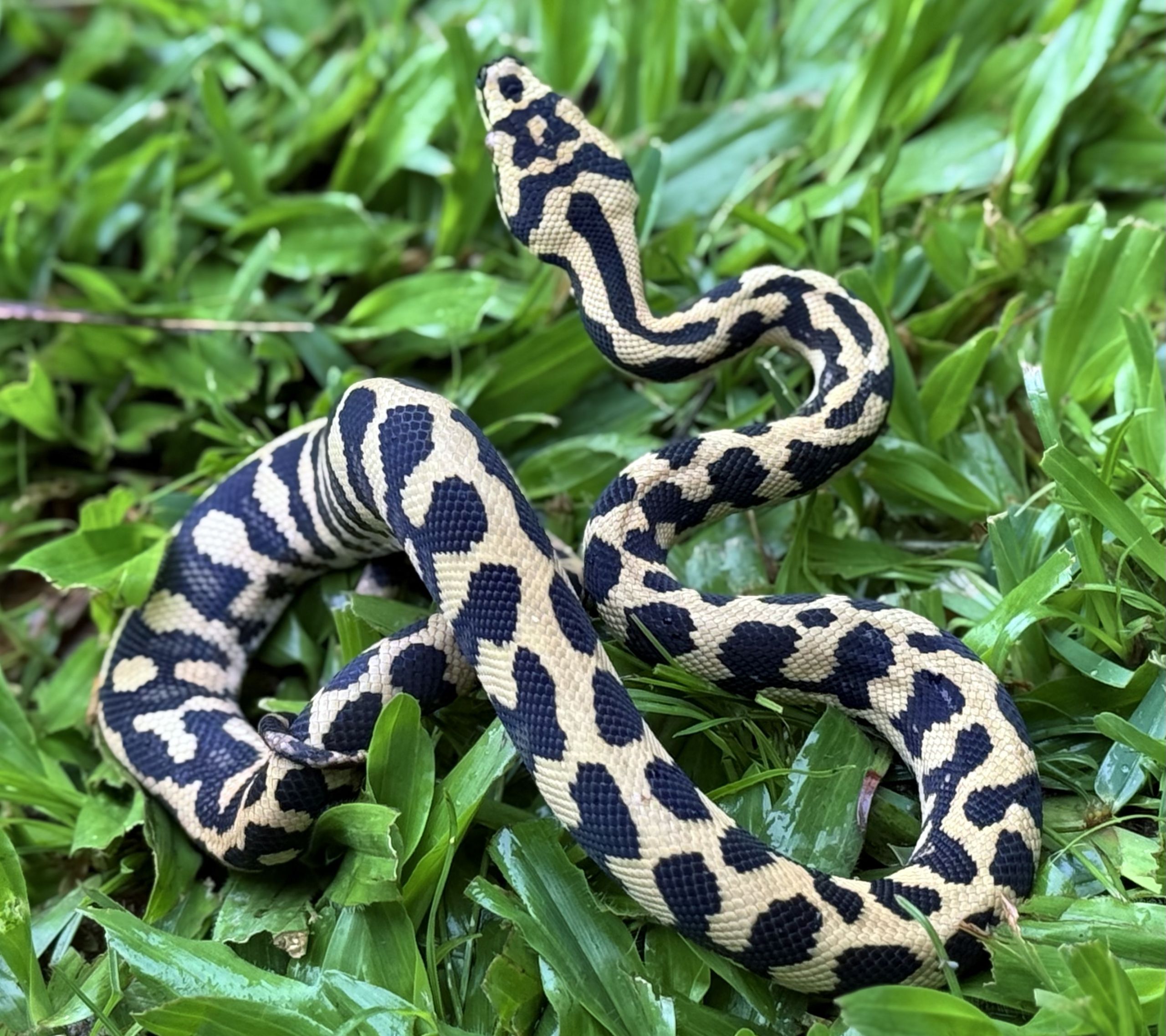 RP Het Axanthic pure jungle