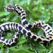 RP Het Axanthic pure jungle