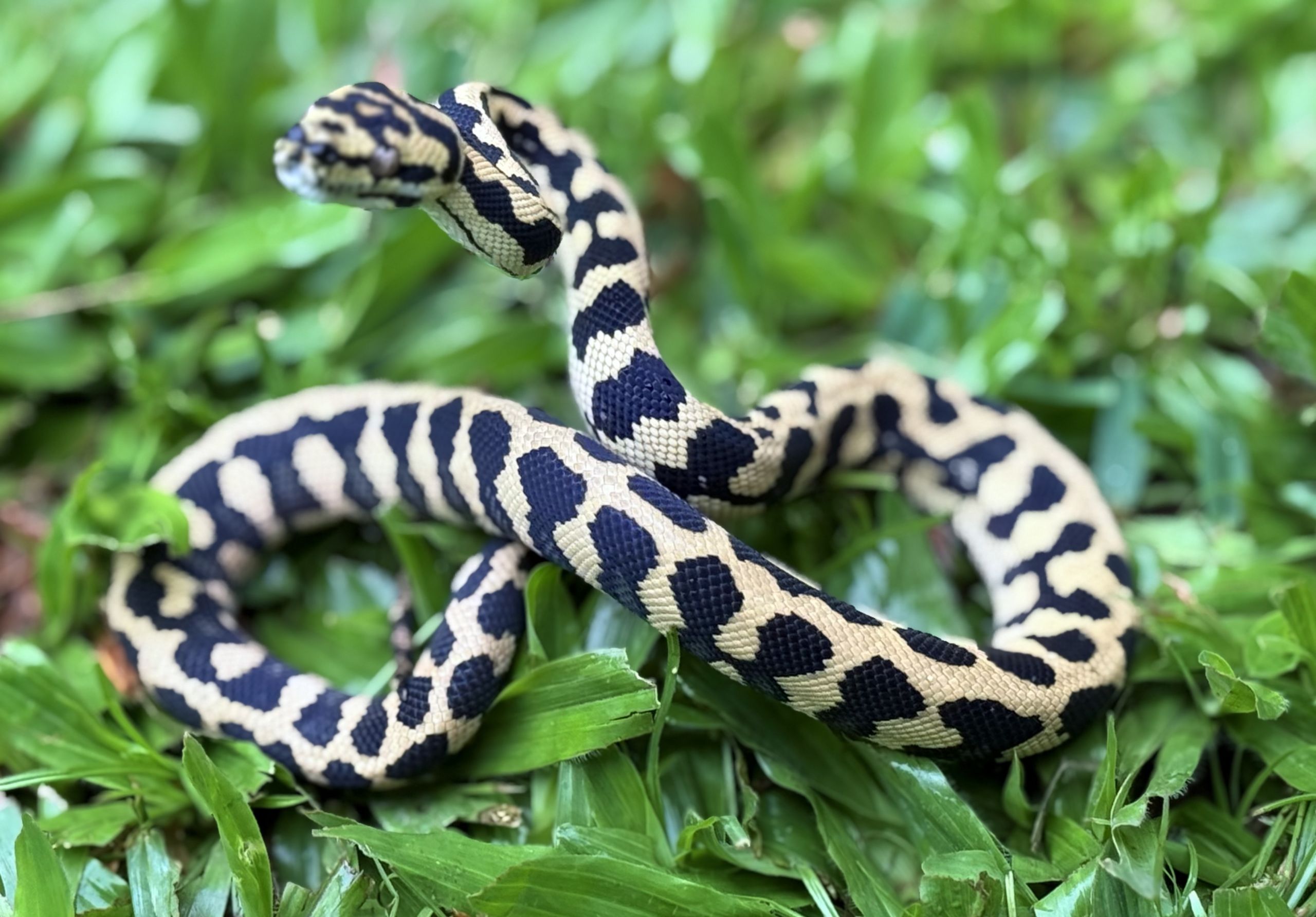 RP Het Axanthic pure jungle
