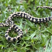 RP Het Axanthic pure jungle
