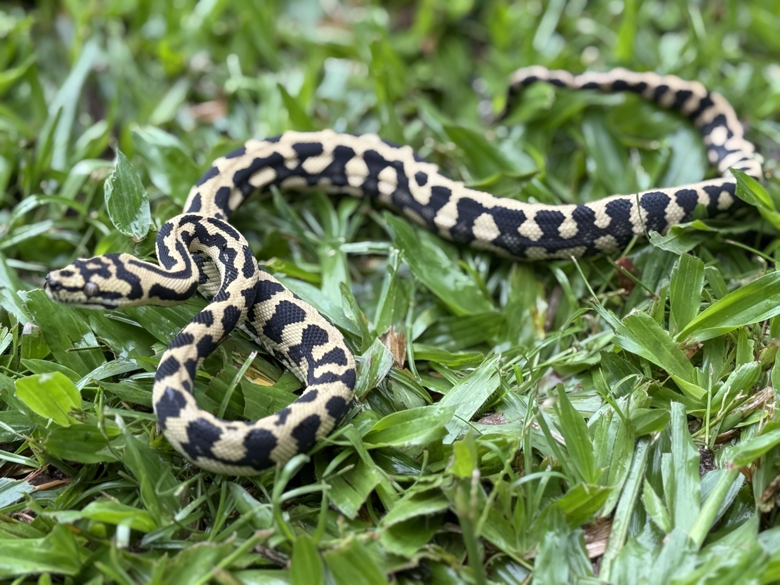 RP Het Axanthic pure jungle