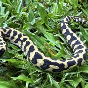 RP Het Axanthic pure jungle