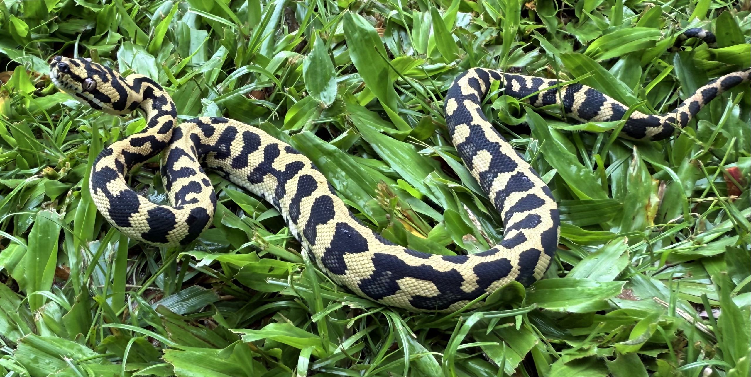 RP Het Axanthic pure jungle