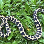 RP Het Axanthic pure jungle