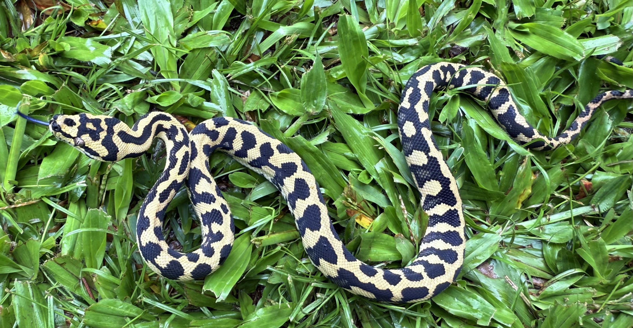 RP Het Axanthic pure jungle
