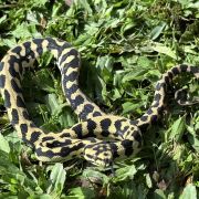 RP Het Axanthic pure jungle