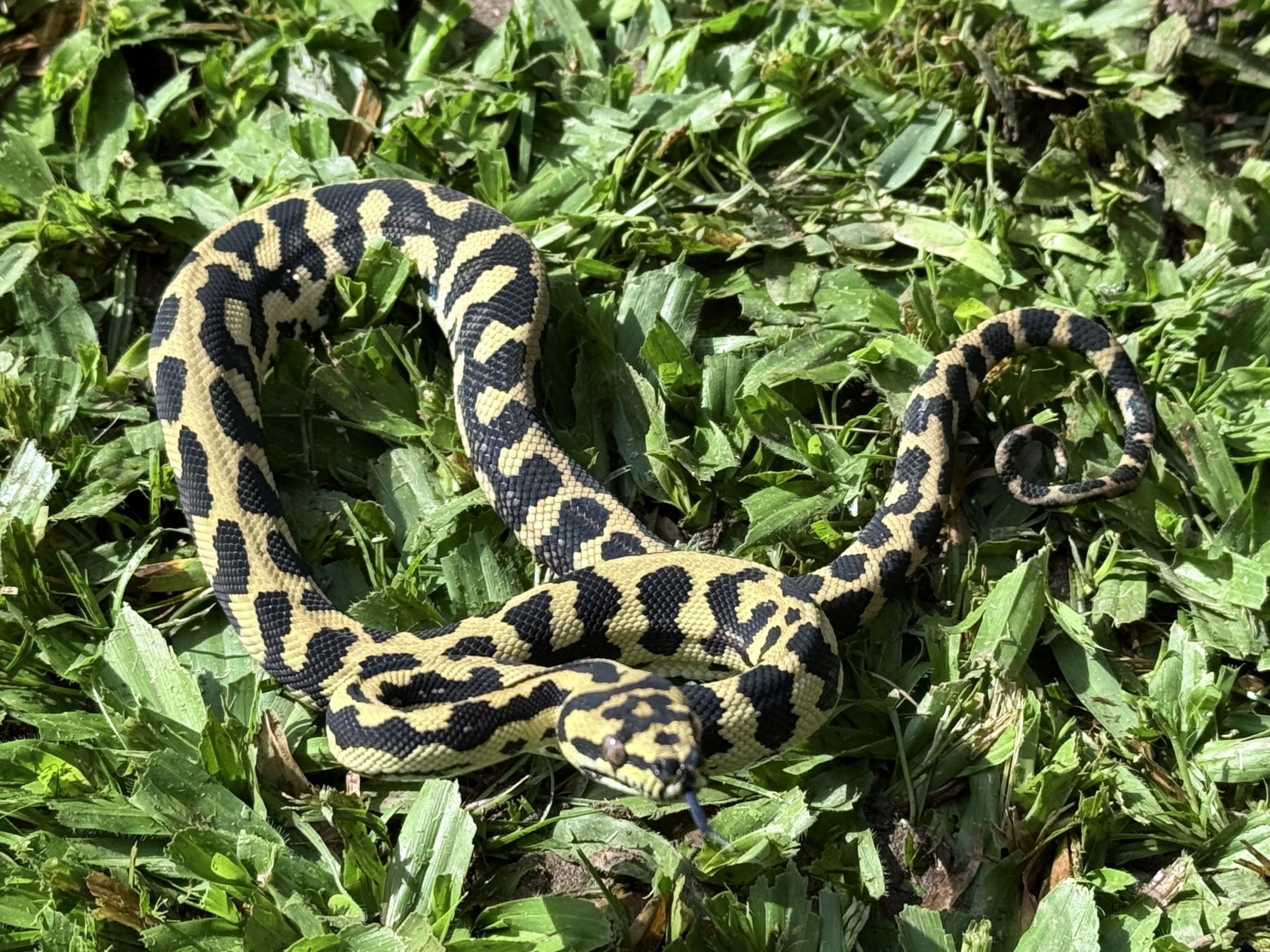 RP Het Axanthic pure jungle