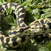 RP Het Axanthic pure jungle