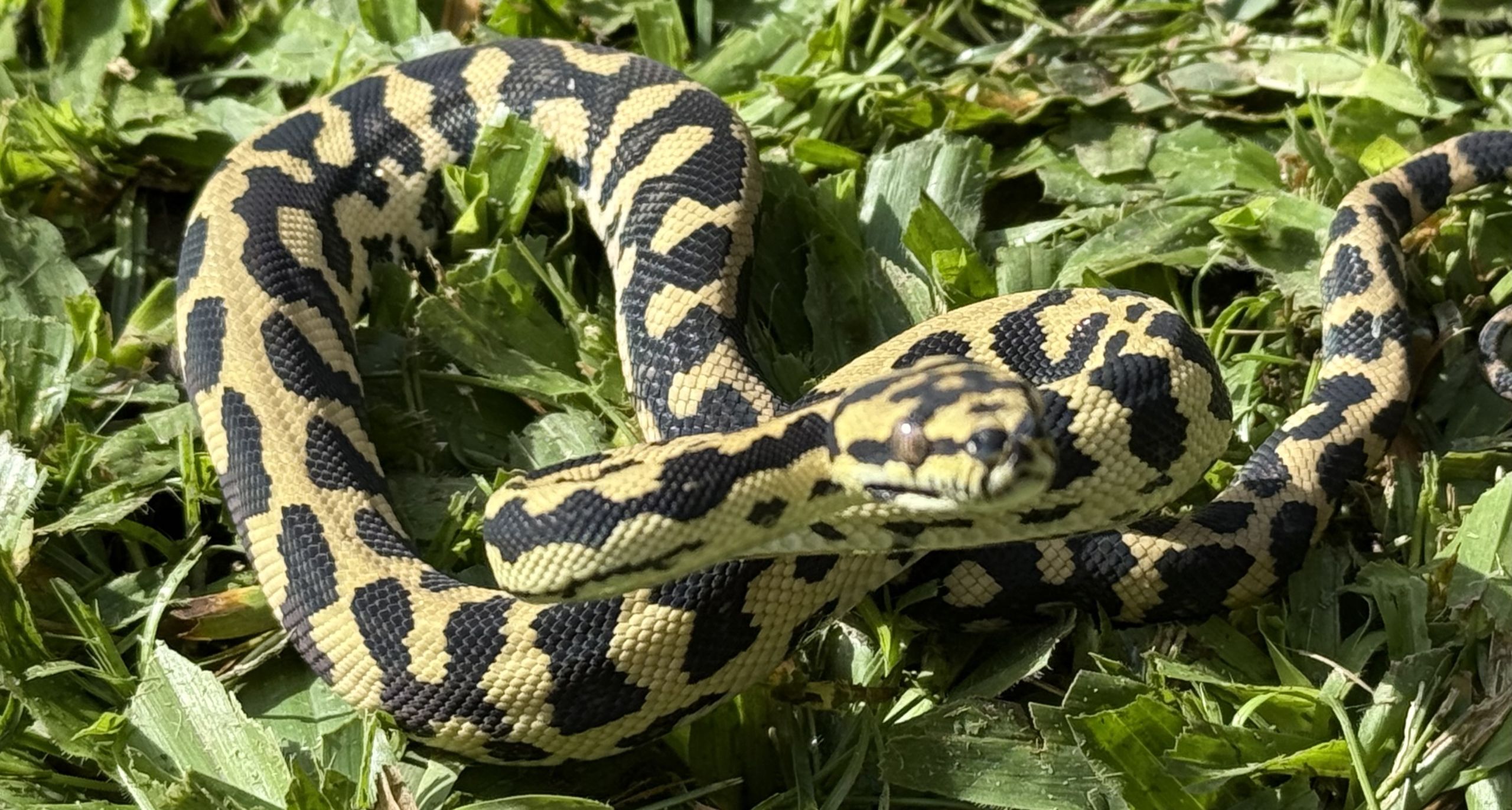 RP Het Axanthic pure jungle