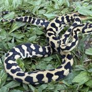 RP Het Axanthic pure jungle