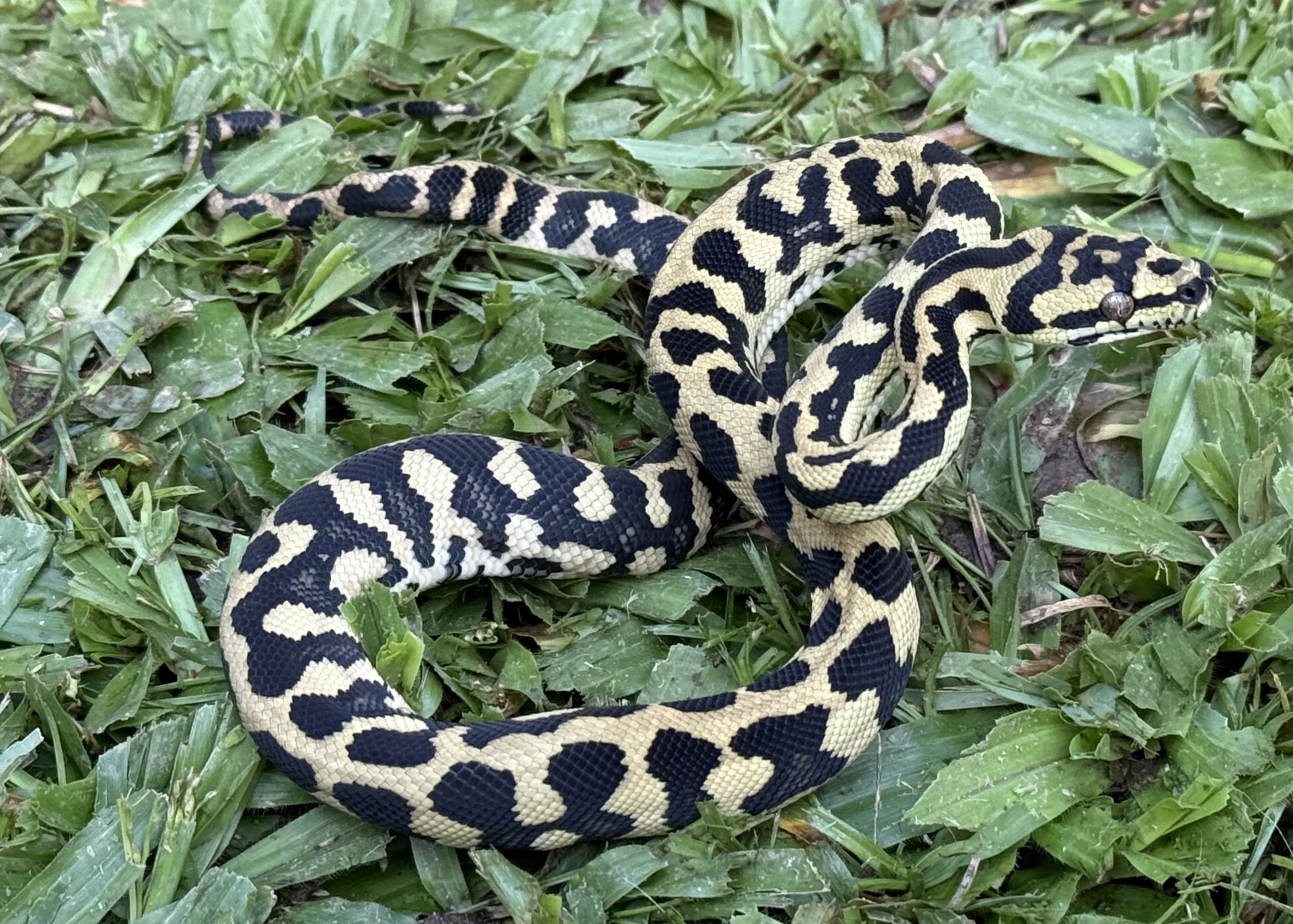 RP Het Axanthic pure jungle