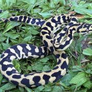 RP Het Axanthic pure jungle