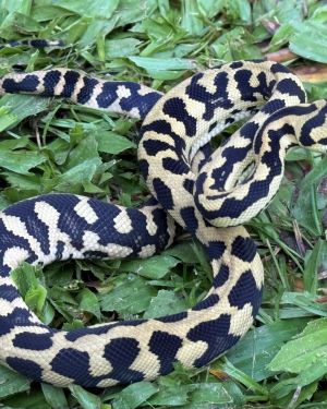 RP Het Axanthic pure jungle