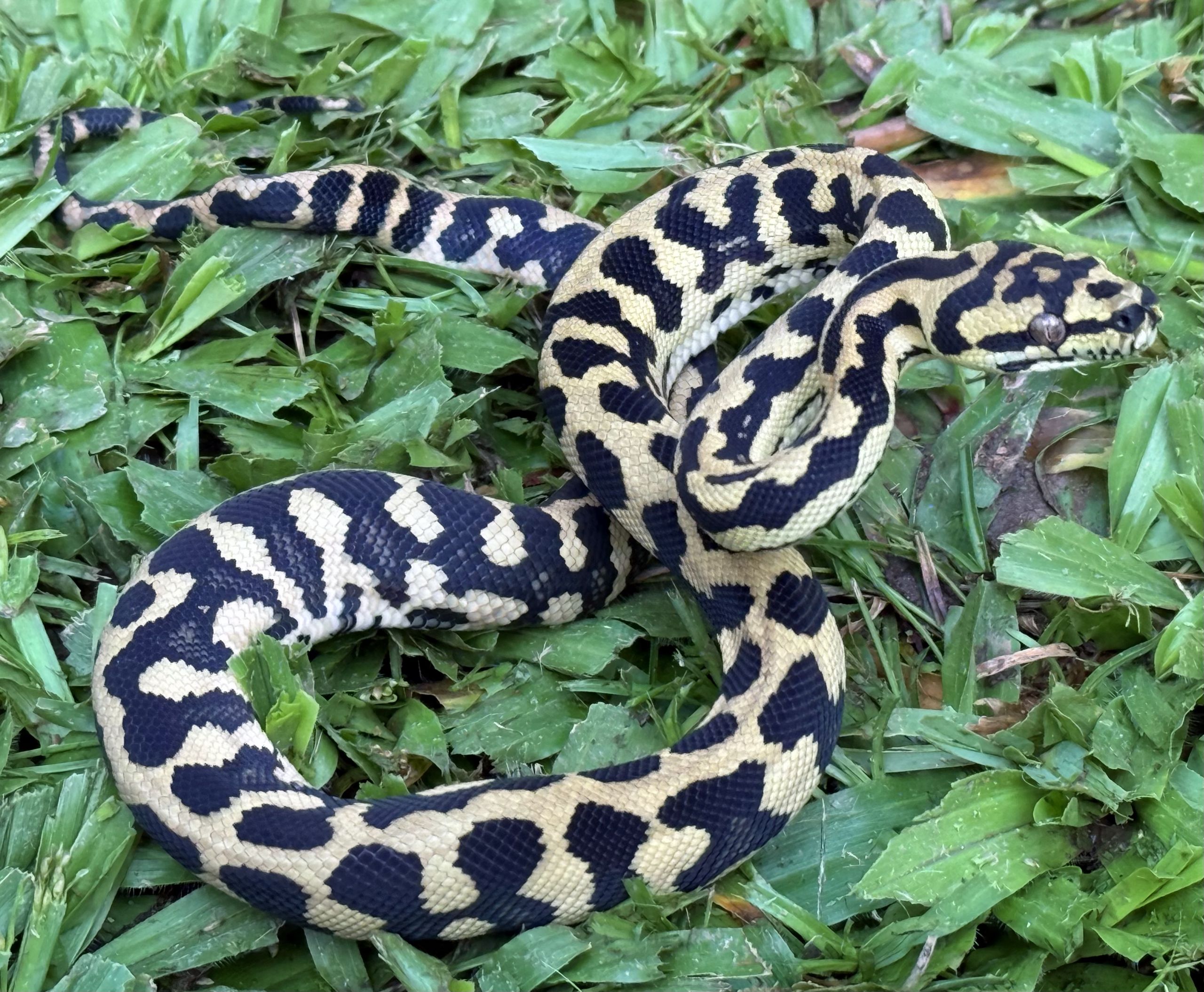 RP Het Axanthic pure jungle