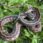 Het Albino bredli
