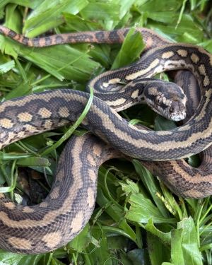 Het Albino bredli