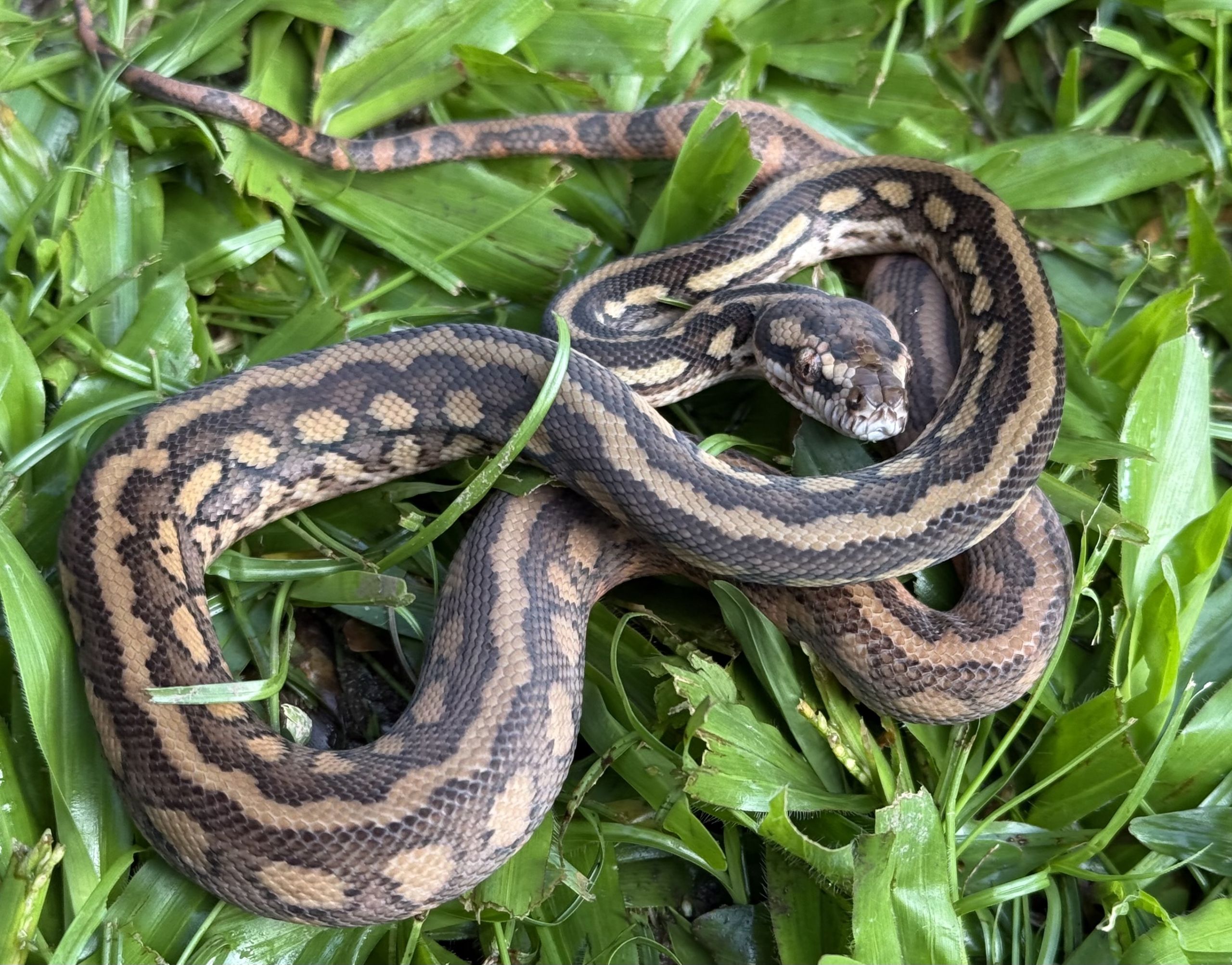 Het Albino bredli