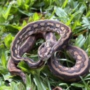 Het Albino bredli