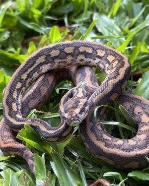 Het Albino bredli