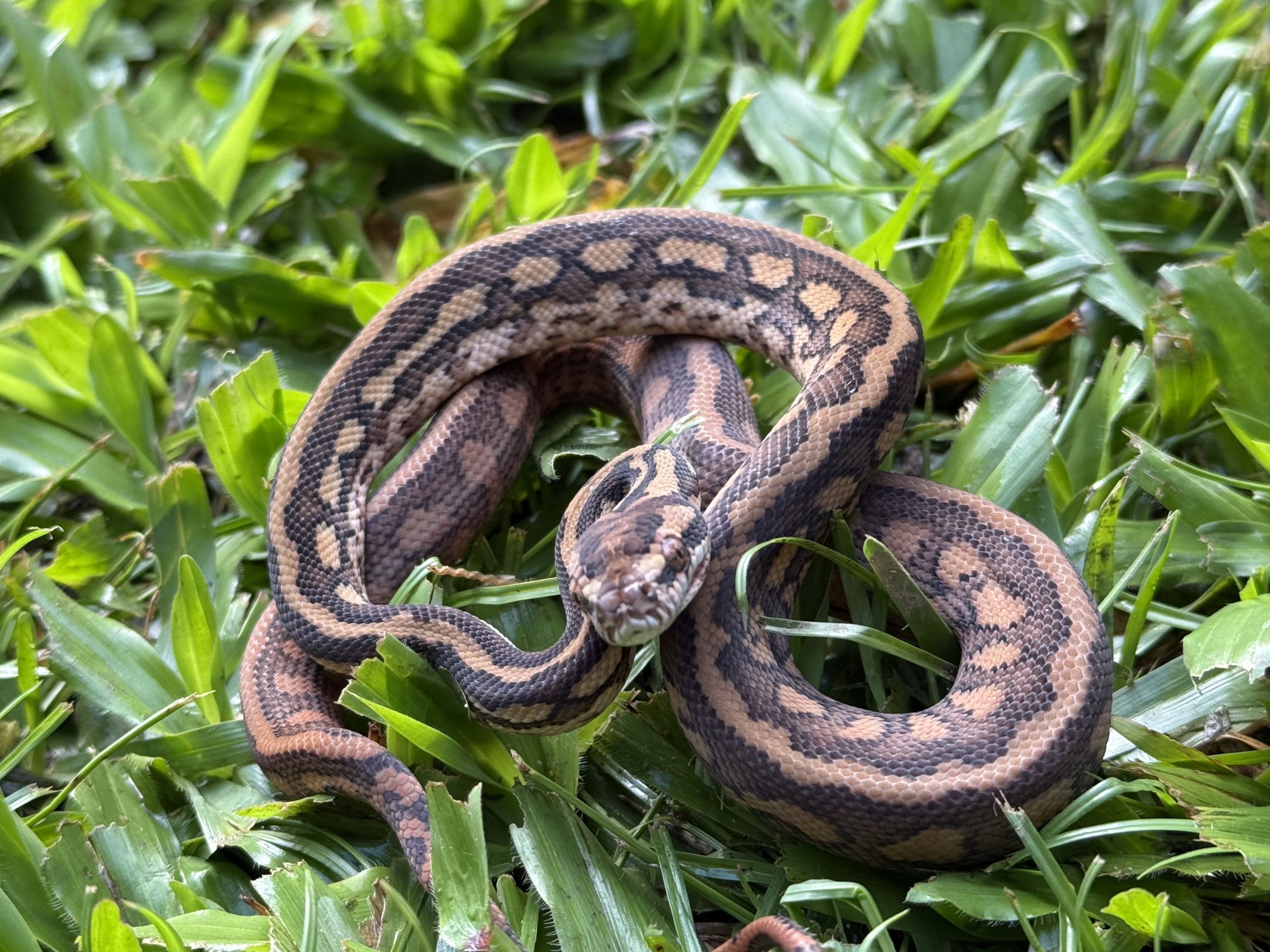 Het Albino bredli