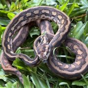 Het Albino bredli