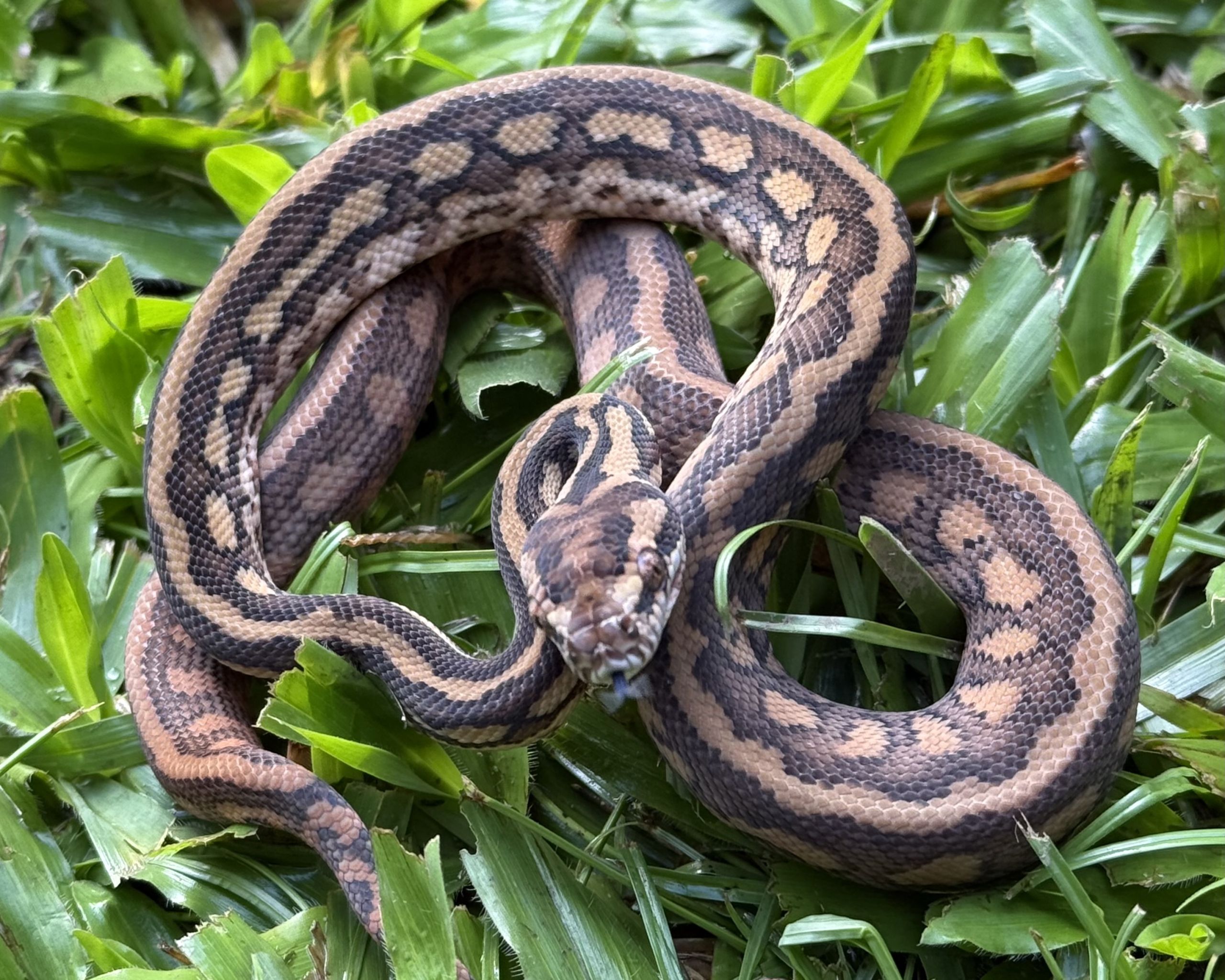 Het Albino bredli