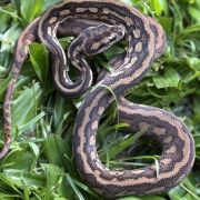 Het Albino bredli