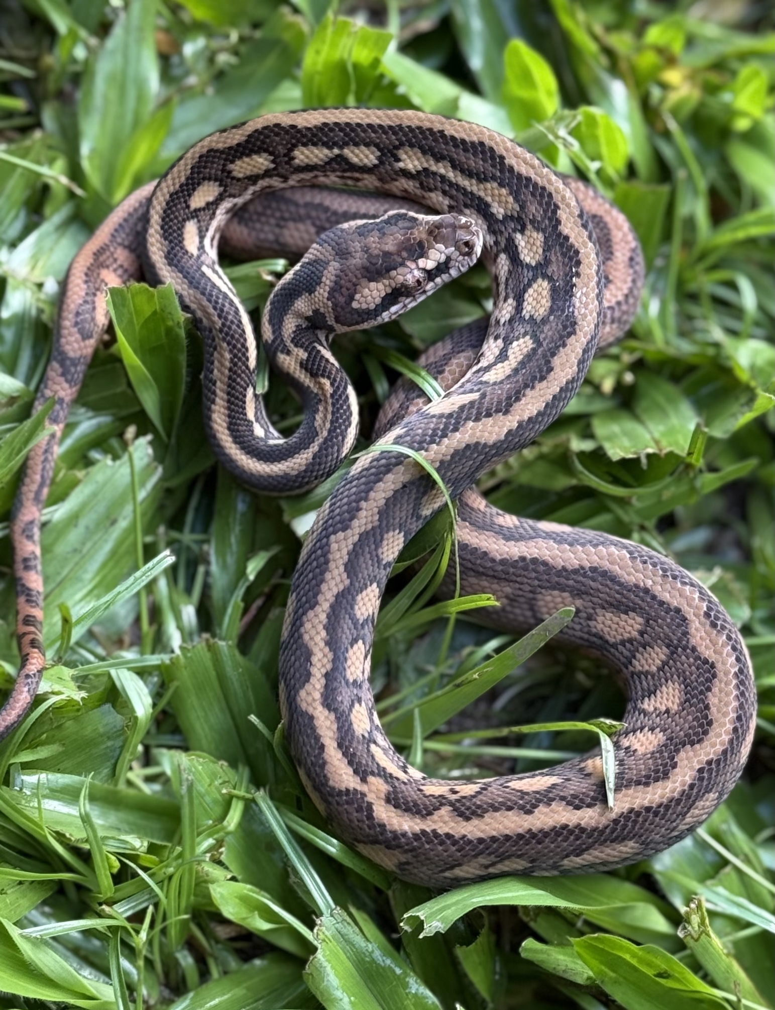 Het Albino bredli